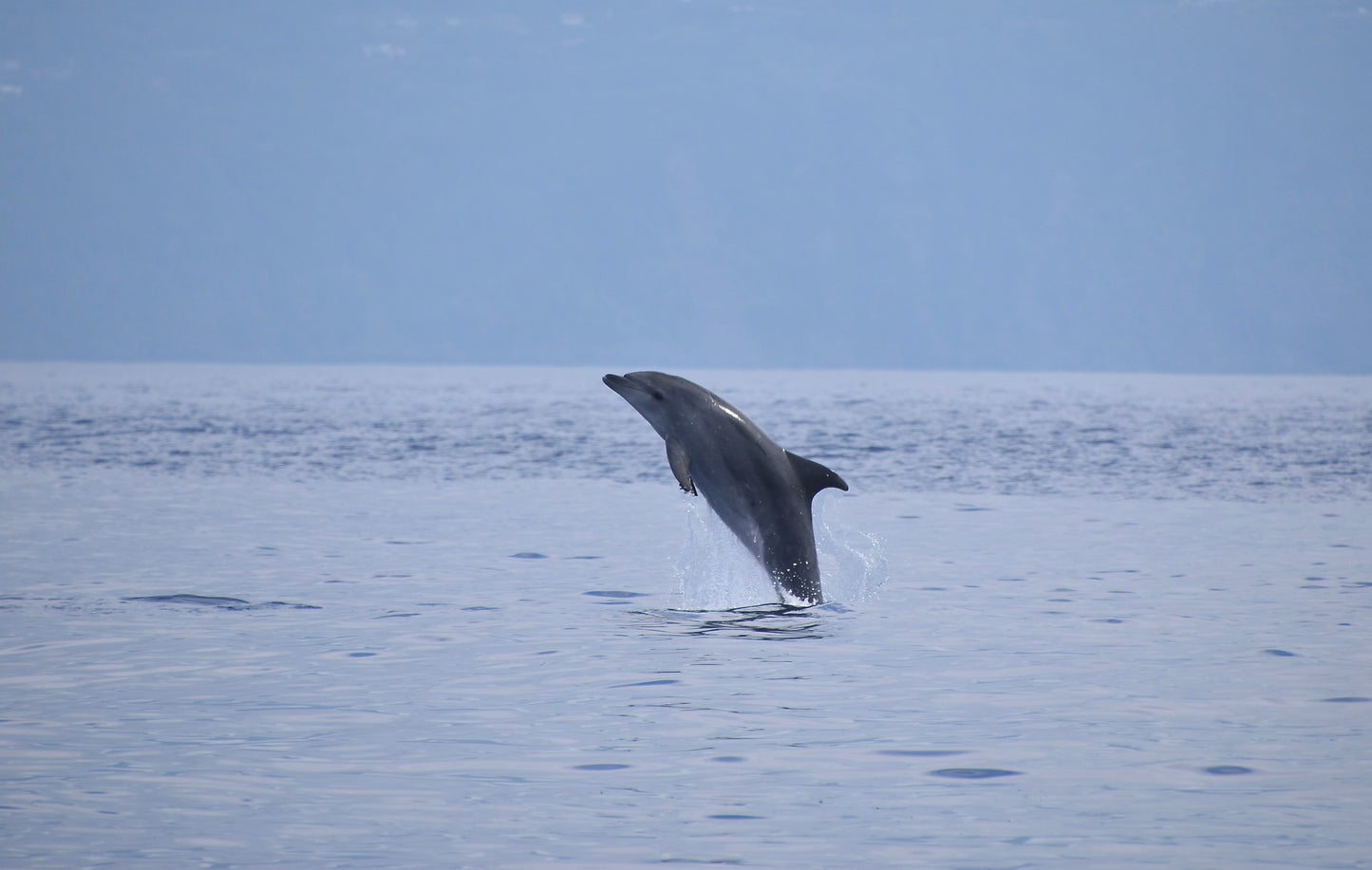 Azores Whale Watching