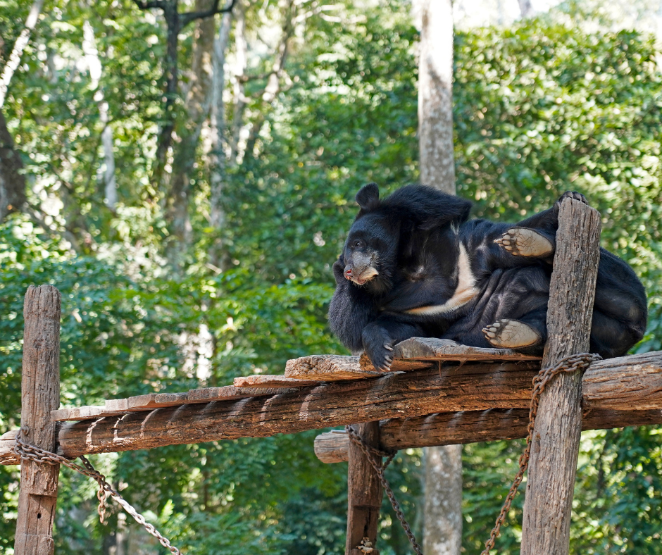 Bear Rescue Center