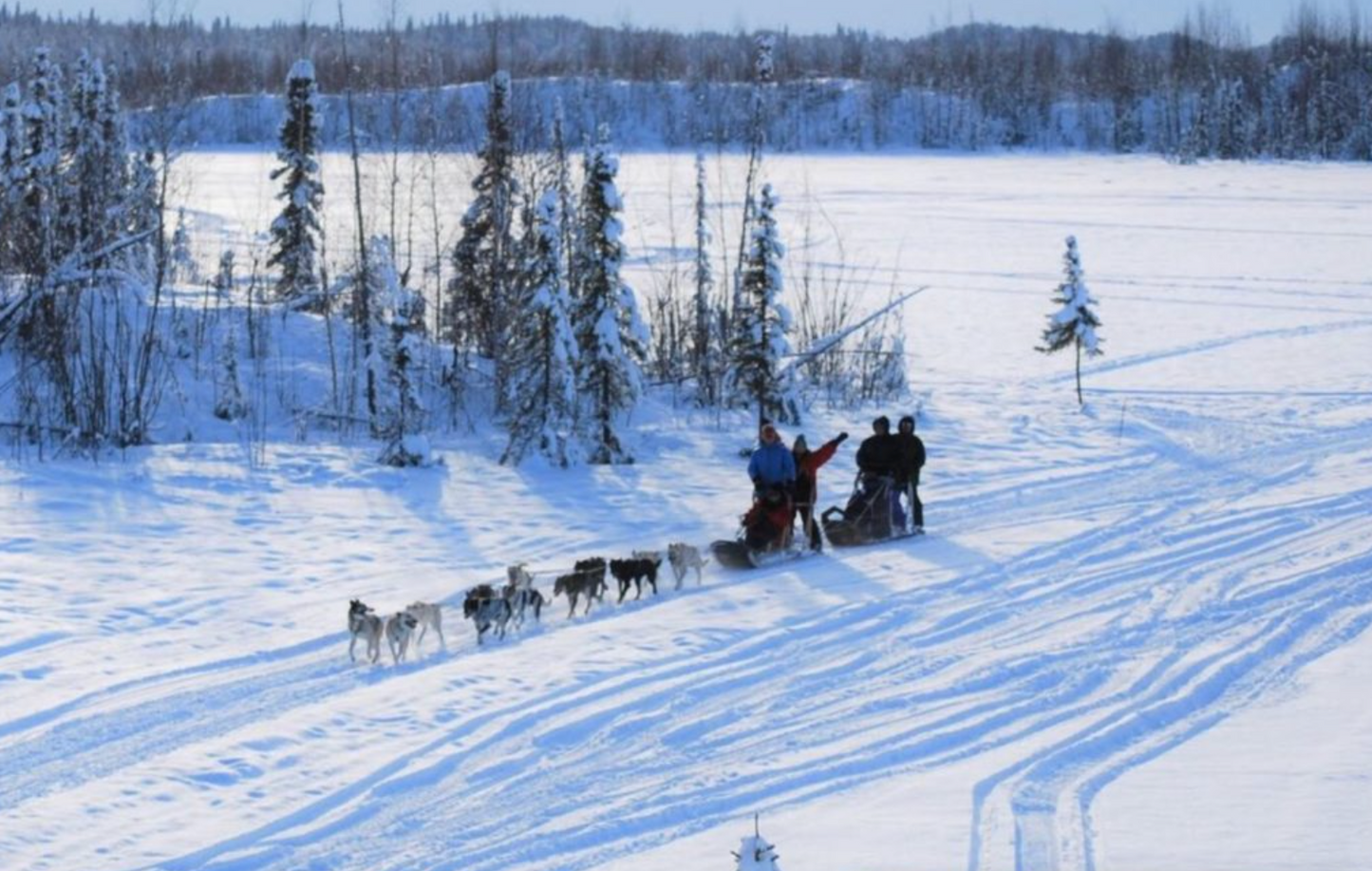 Dog Sledding