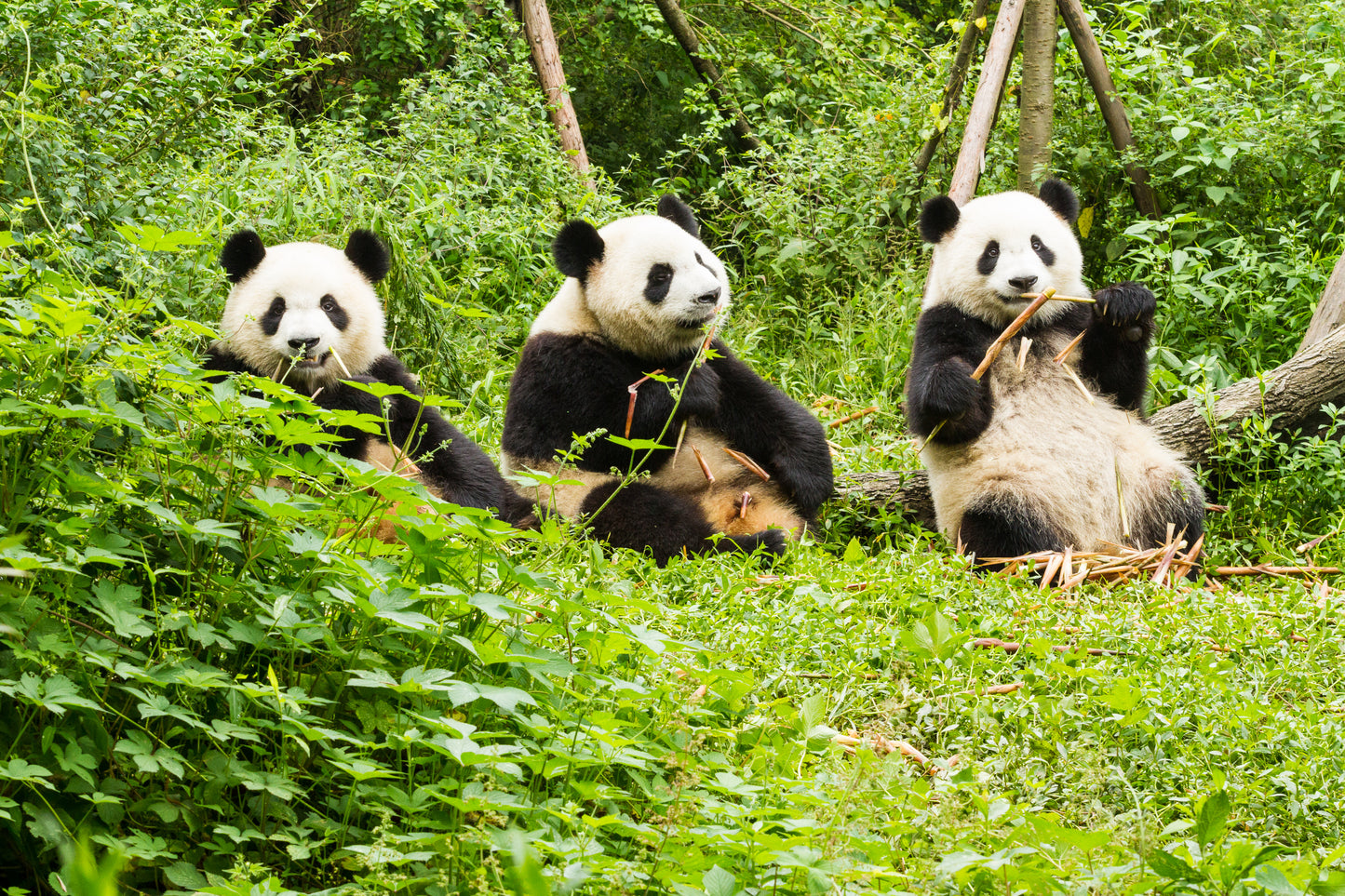Panda Center Visit