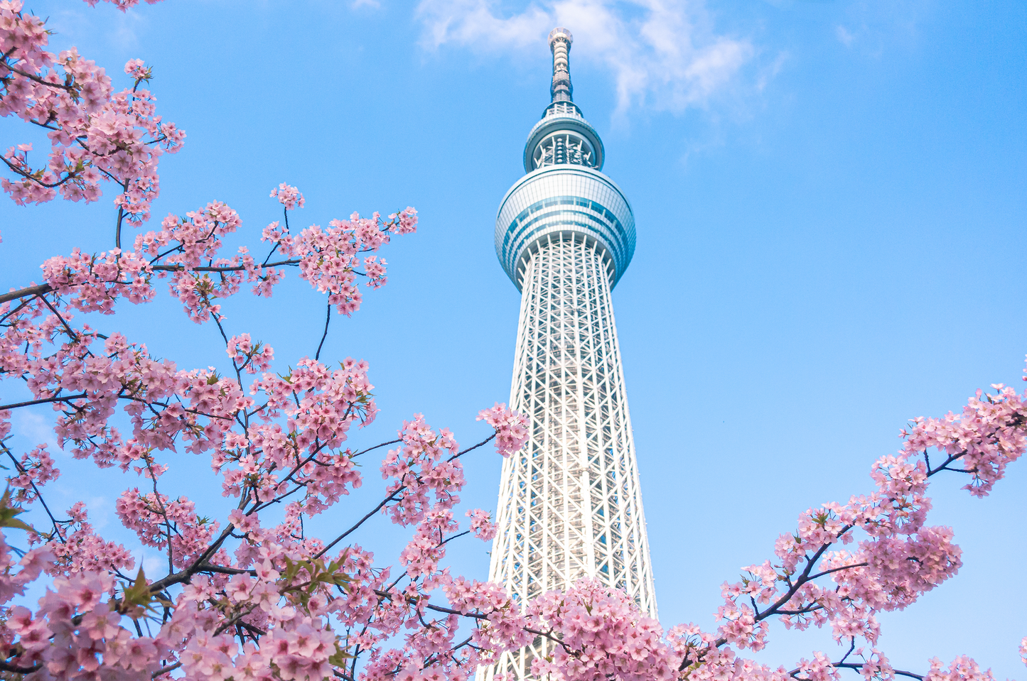 Japan Travel Tour 303