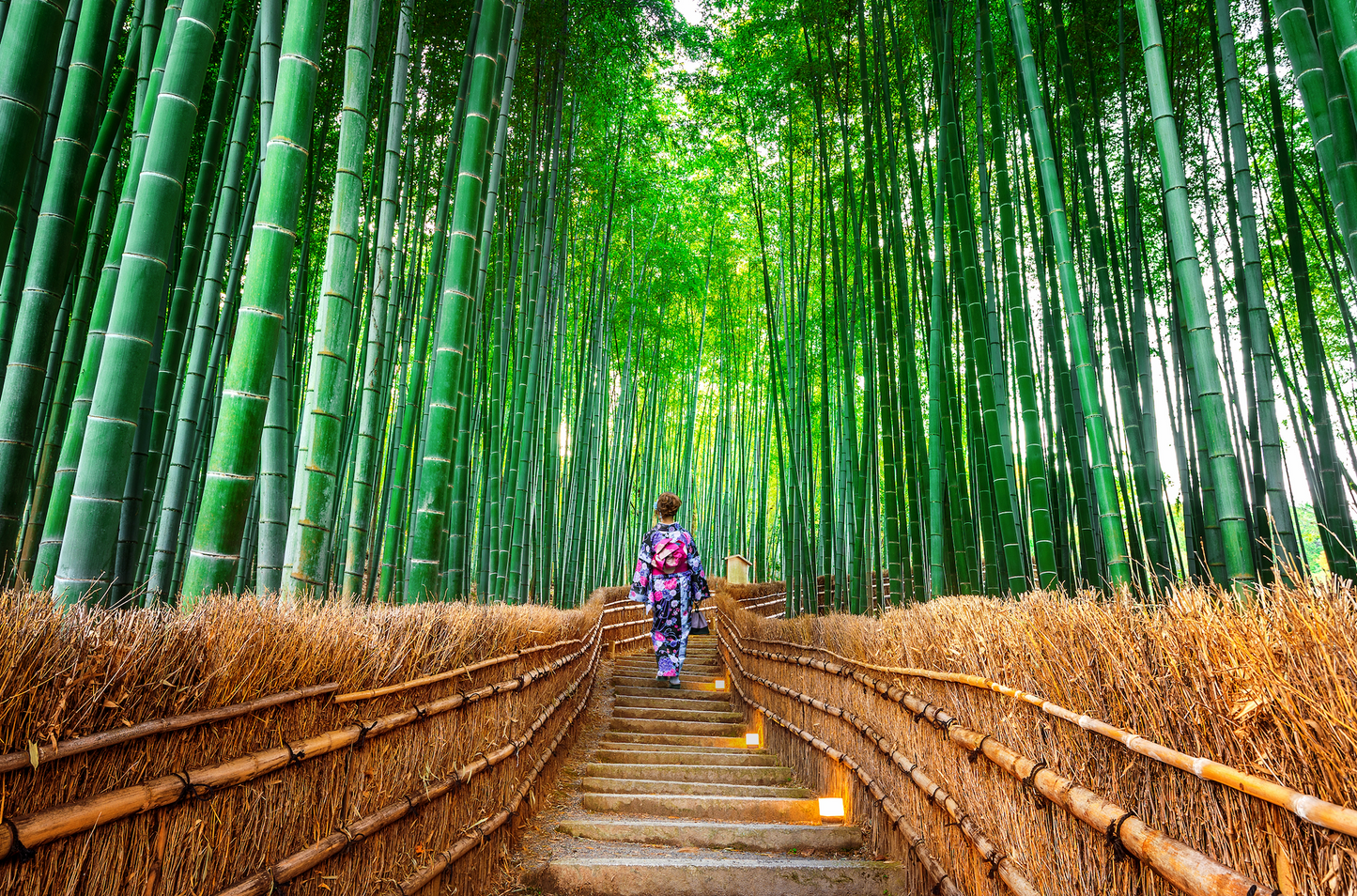 Tokyo and Kyoto Travel Tour 6