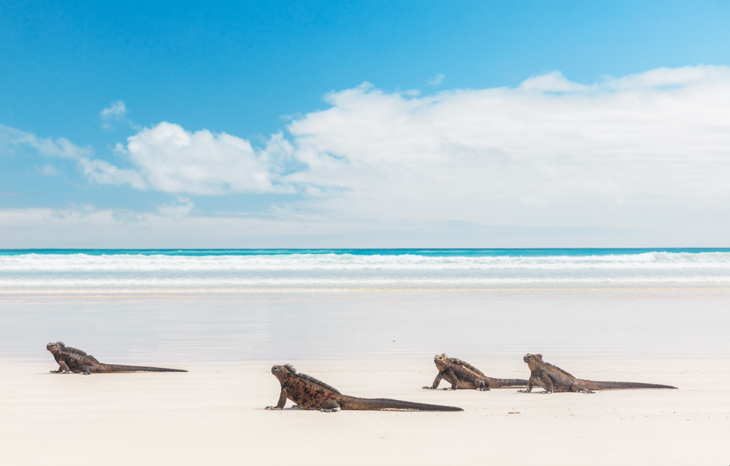 Easter Island and Galapagos Tour 615
