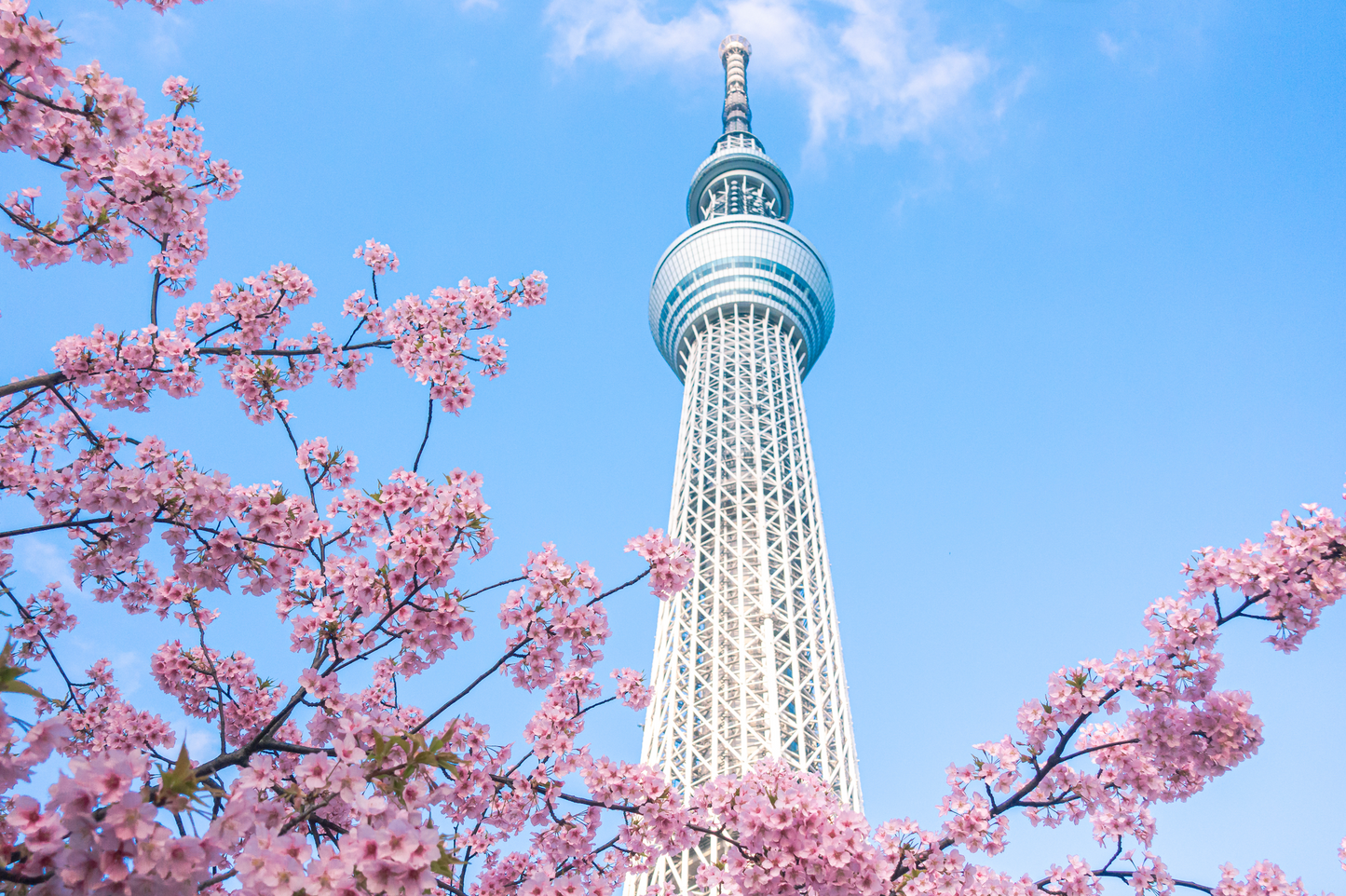 Japan Travel Tour 211