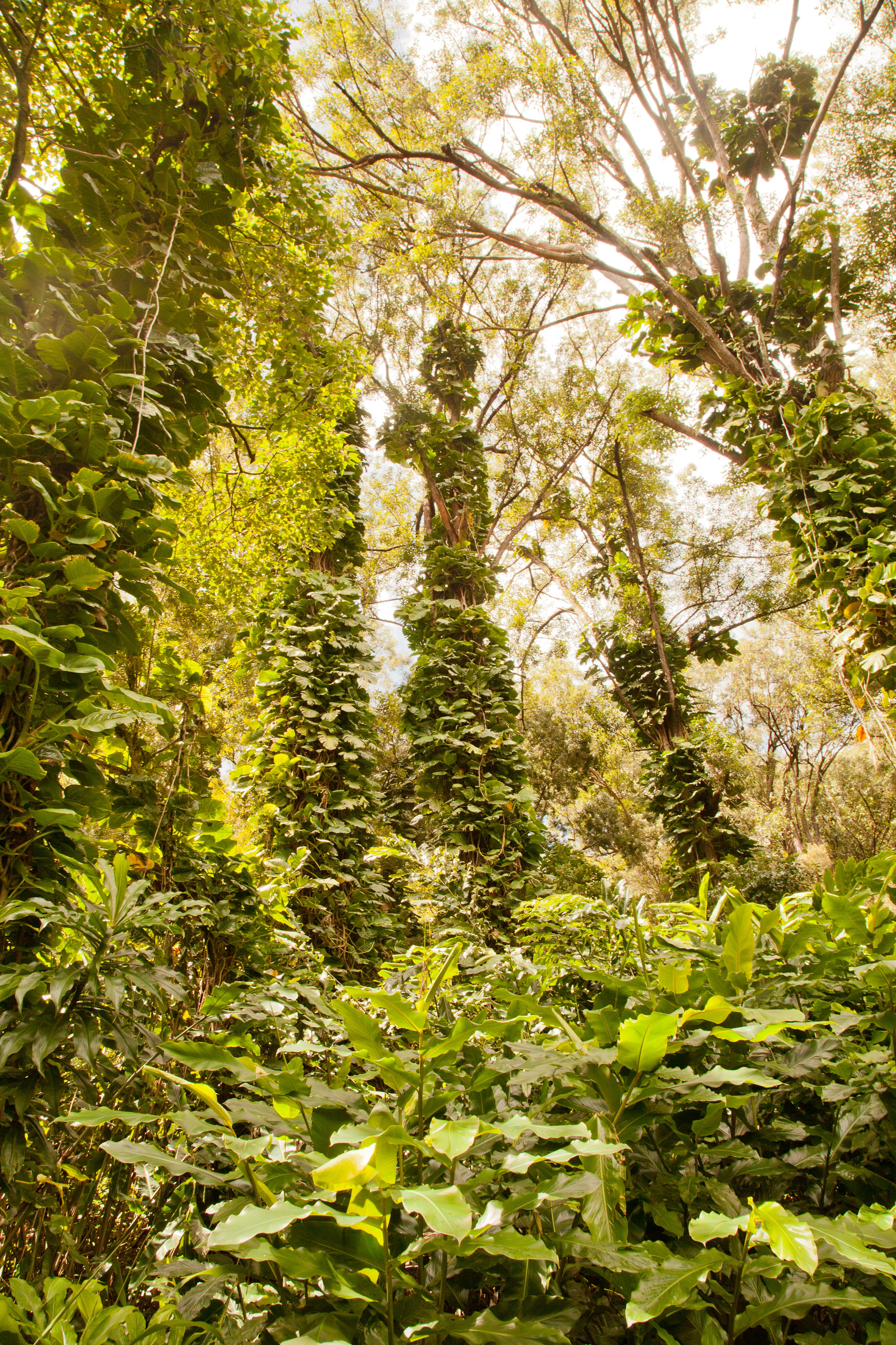 Waikamoi Ridge Trail