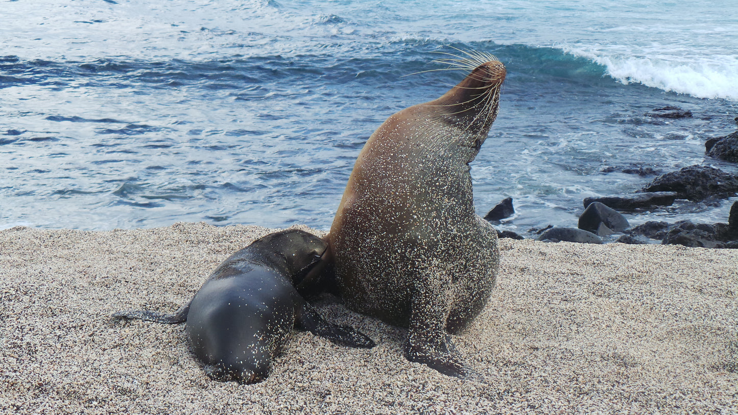 Easter Island and Galapagos Tour 615