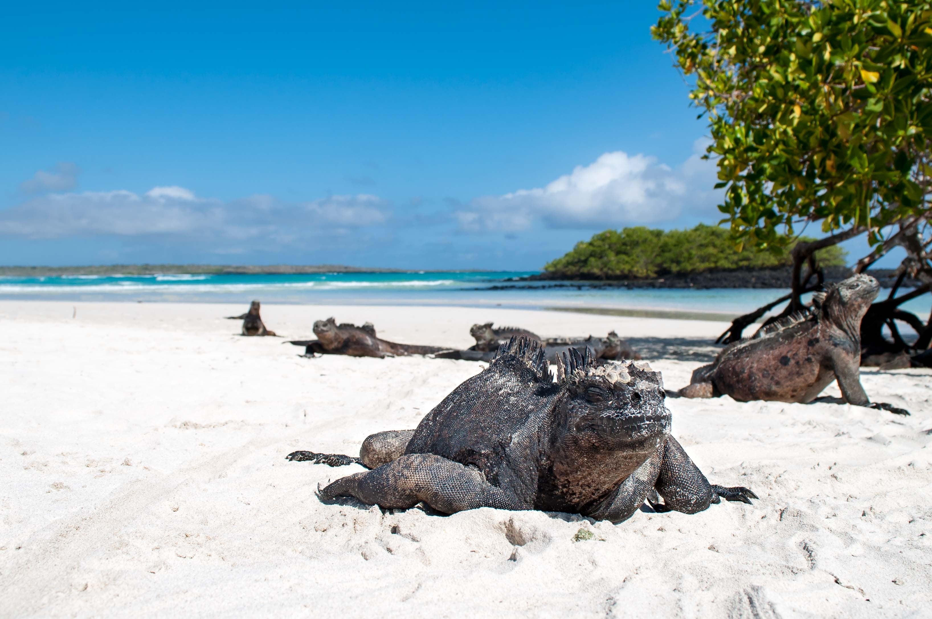 Peru and Galapagos Travel Tour 440