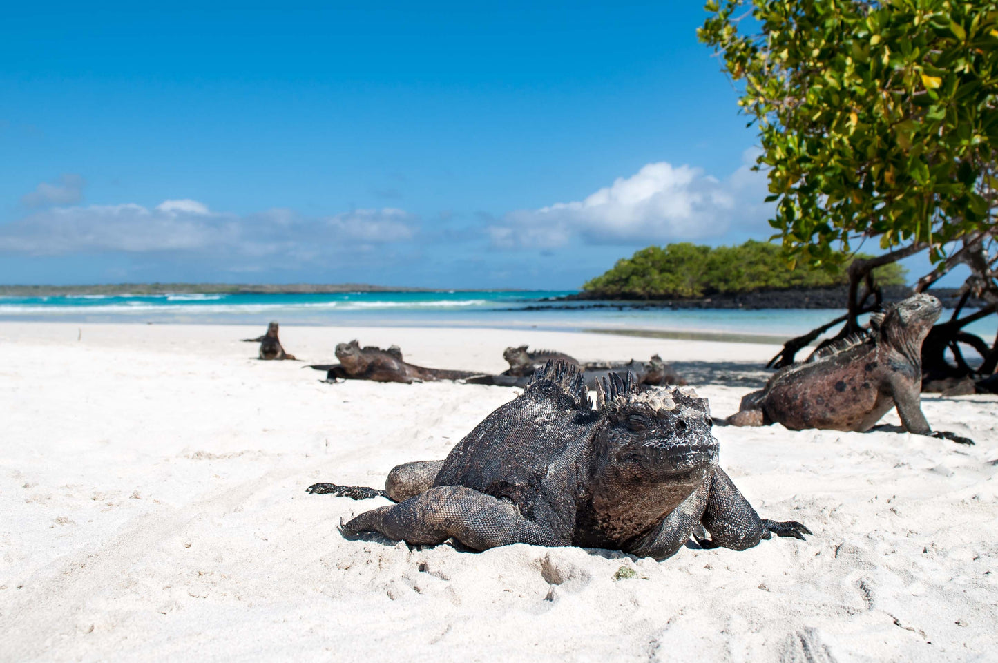 Easter Island and Galapagos Tour 615