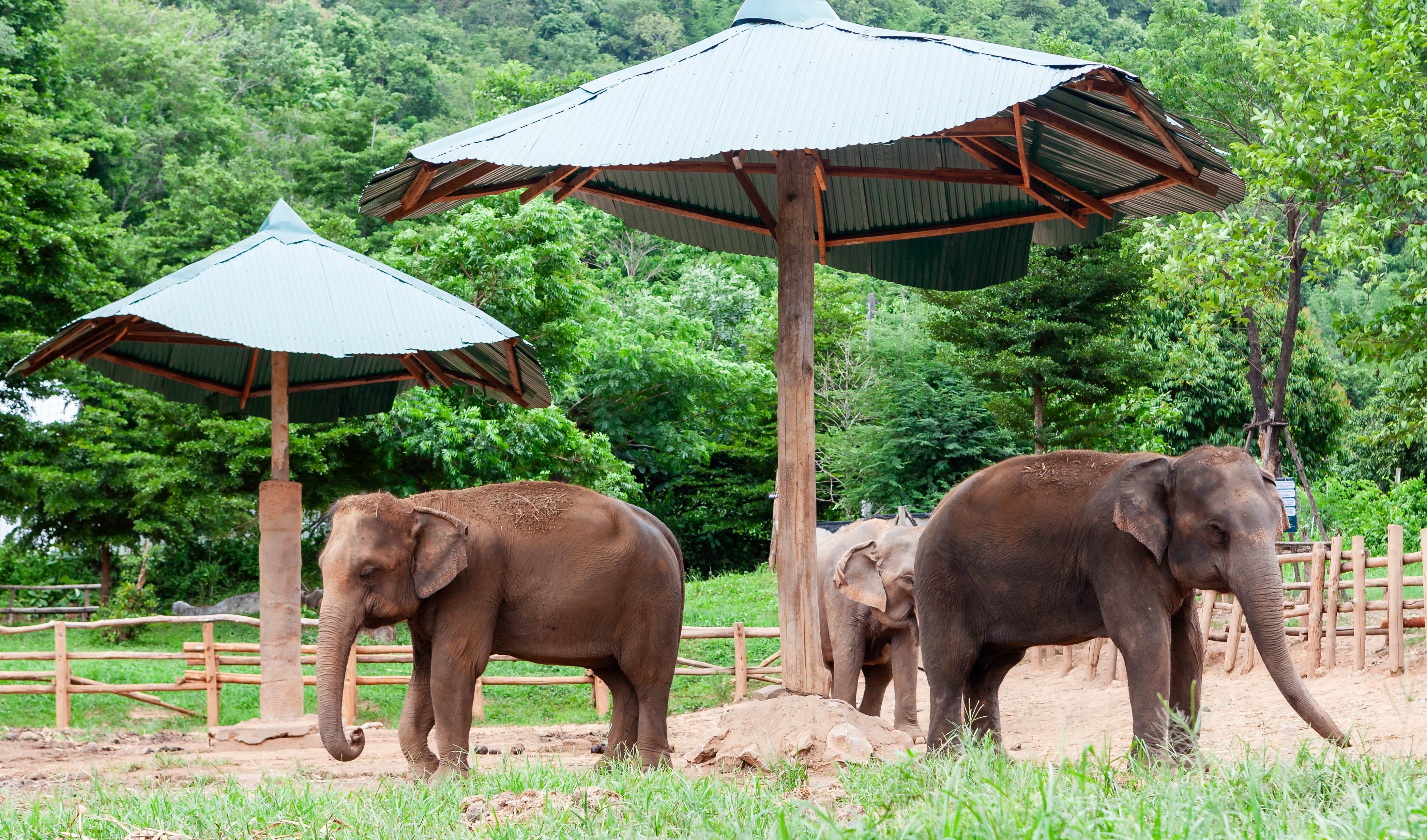  Optional Animal Sanctuary Tour