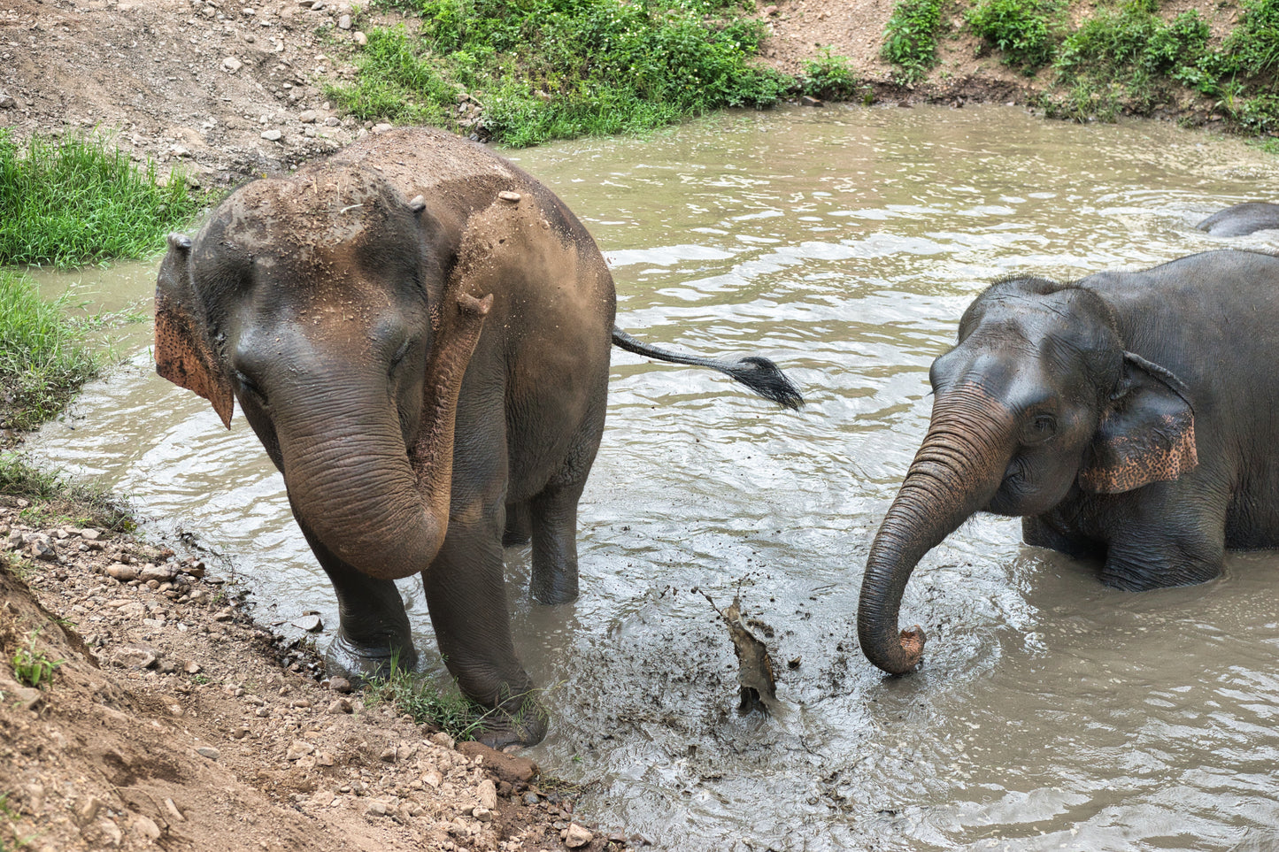  Optional Animal Sanctuary Tour