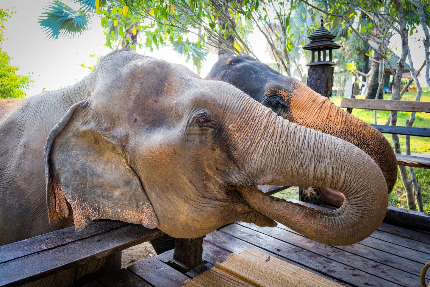  Optional Animal Sanctuary Tour