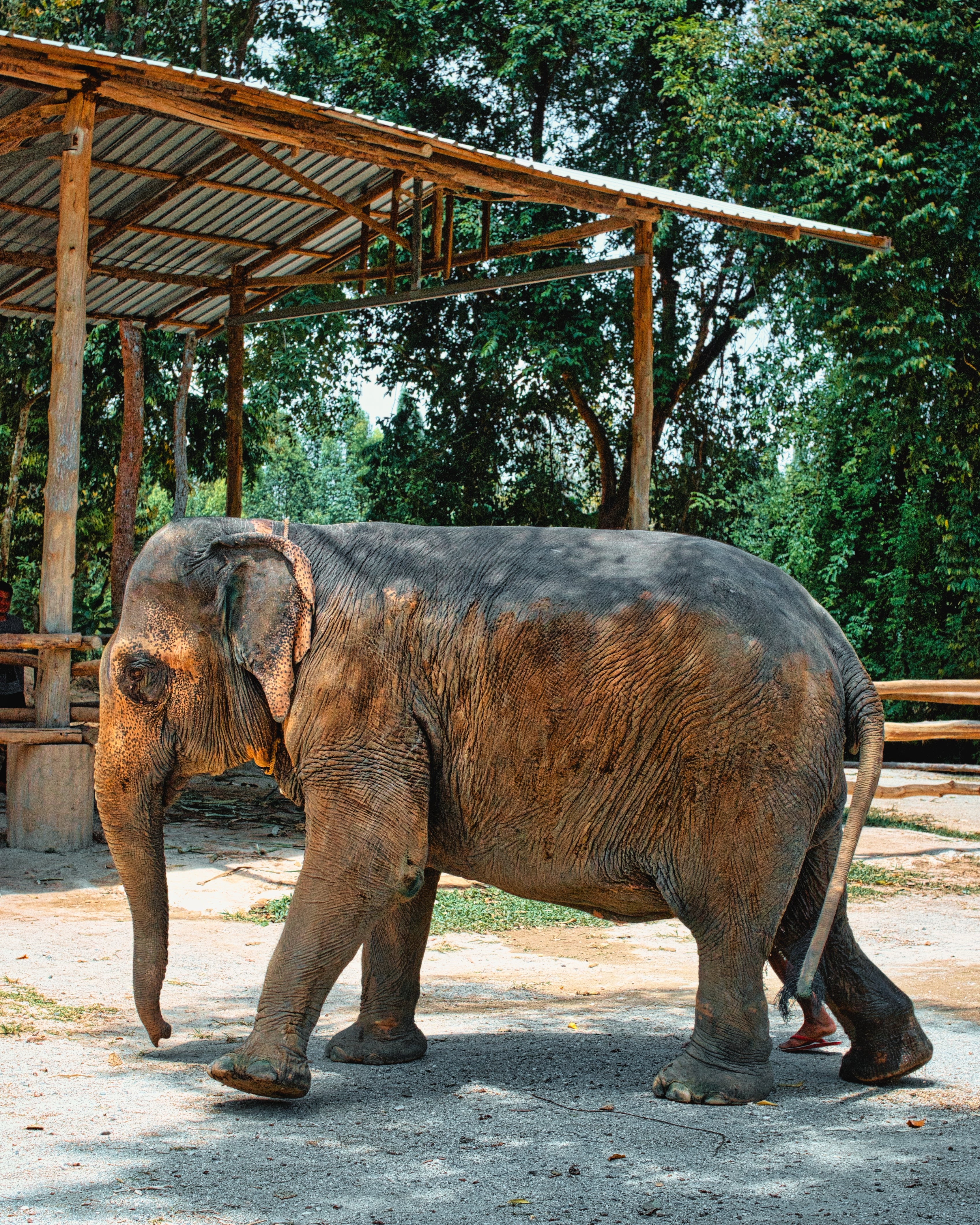  Optional Animal Sanctuary Tour