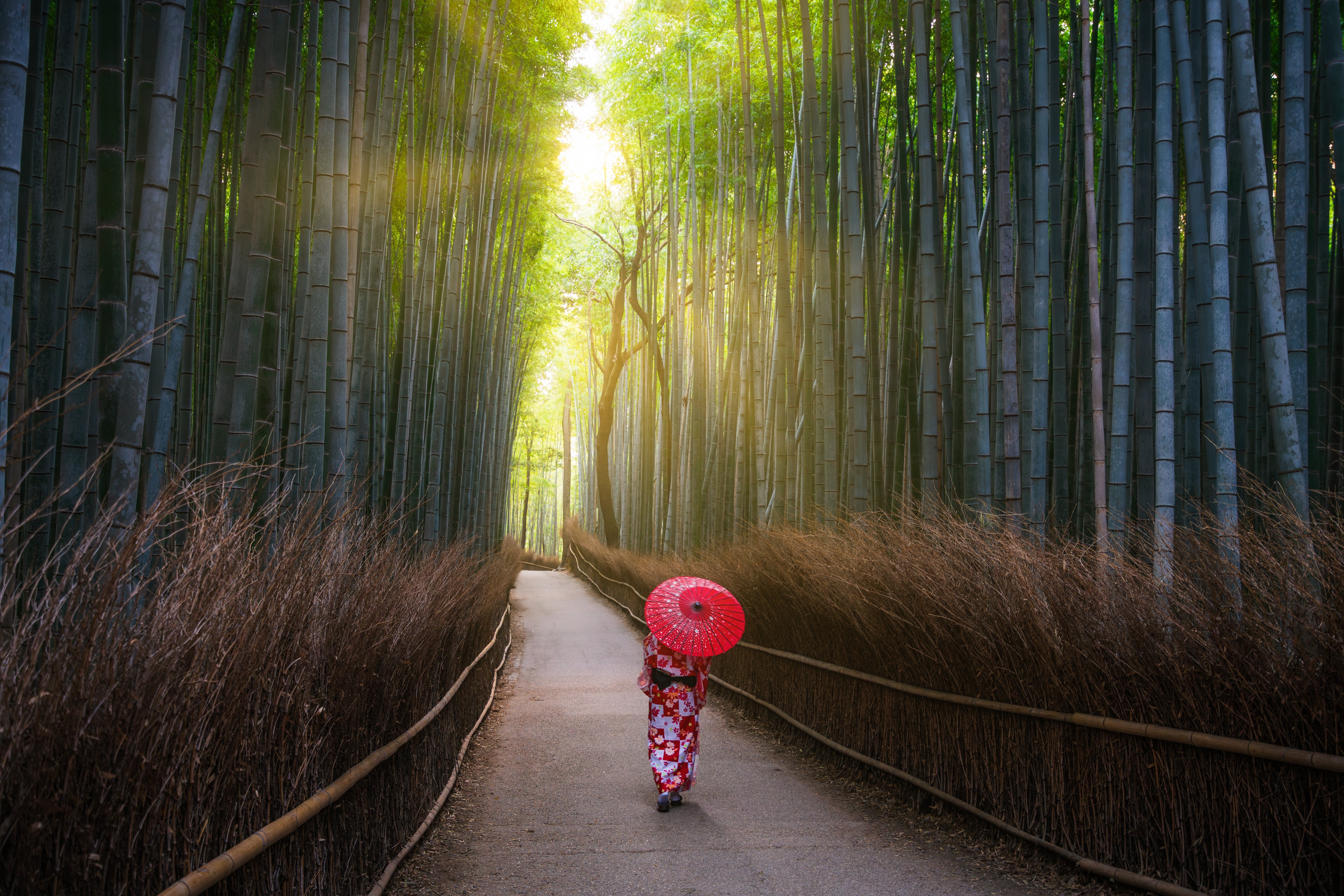 Arashiyama Bamboo Forest Kyoto Tour 