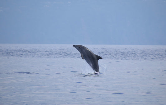 Azores Whale Watching