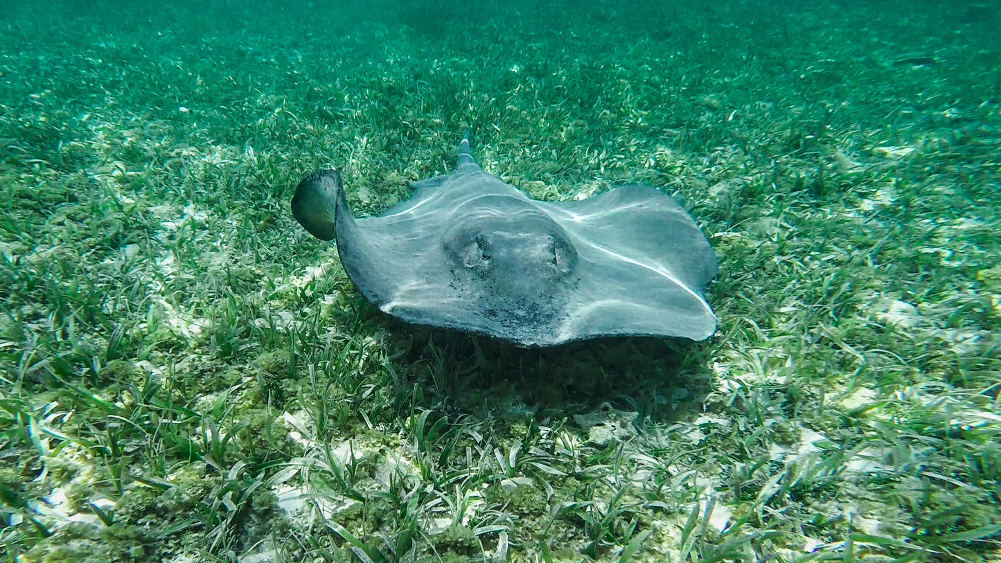 Optional Caye Caulker Snorkeling Tour