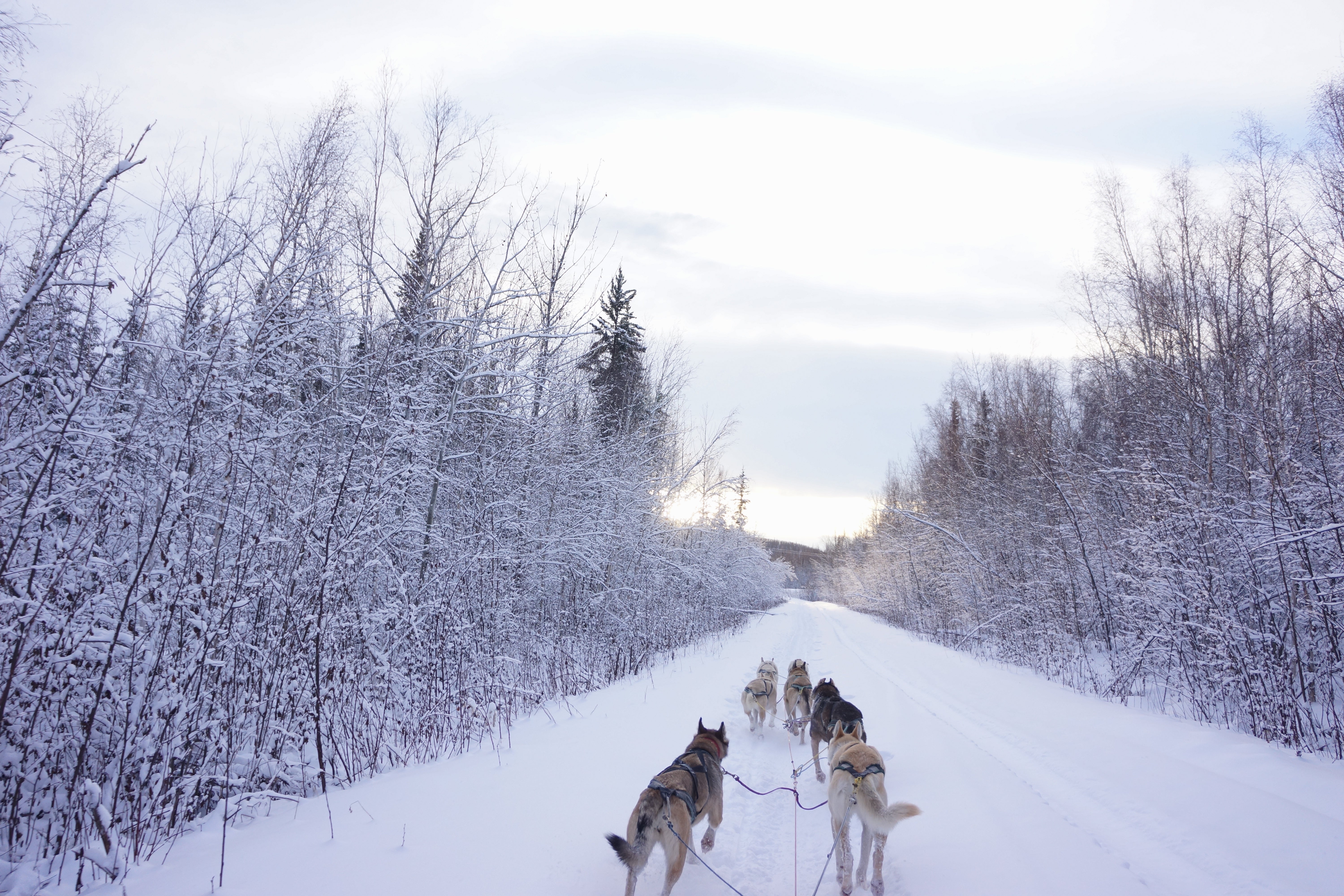 Optional Dog Sledding Tour