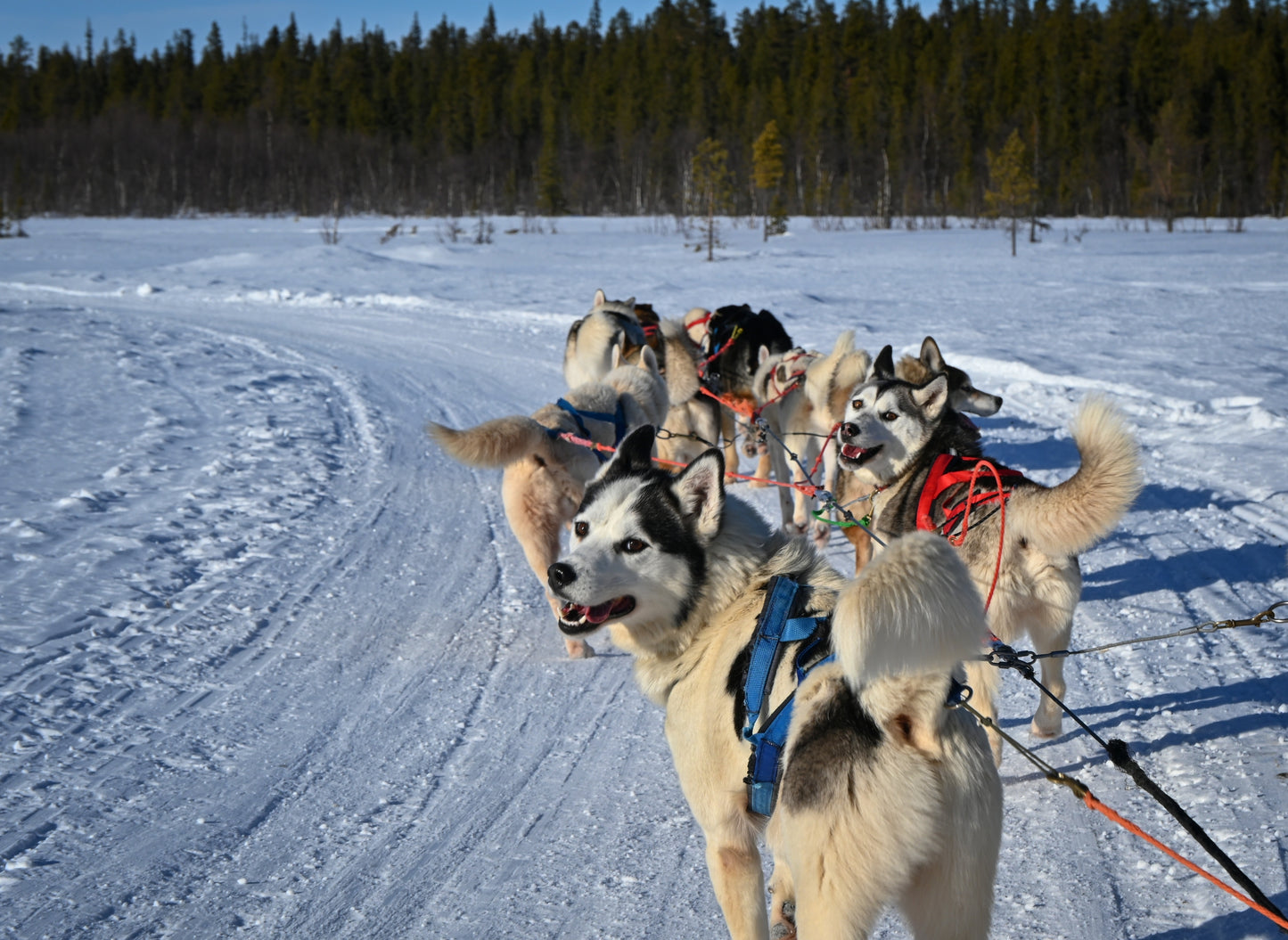 Optional Dog Sledding Tour