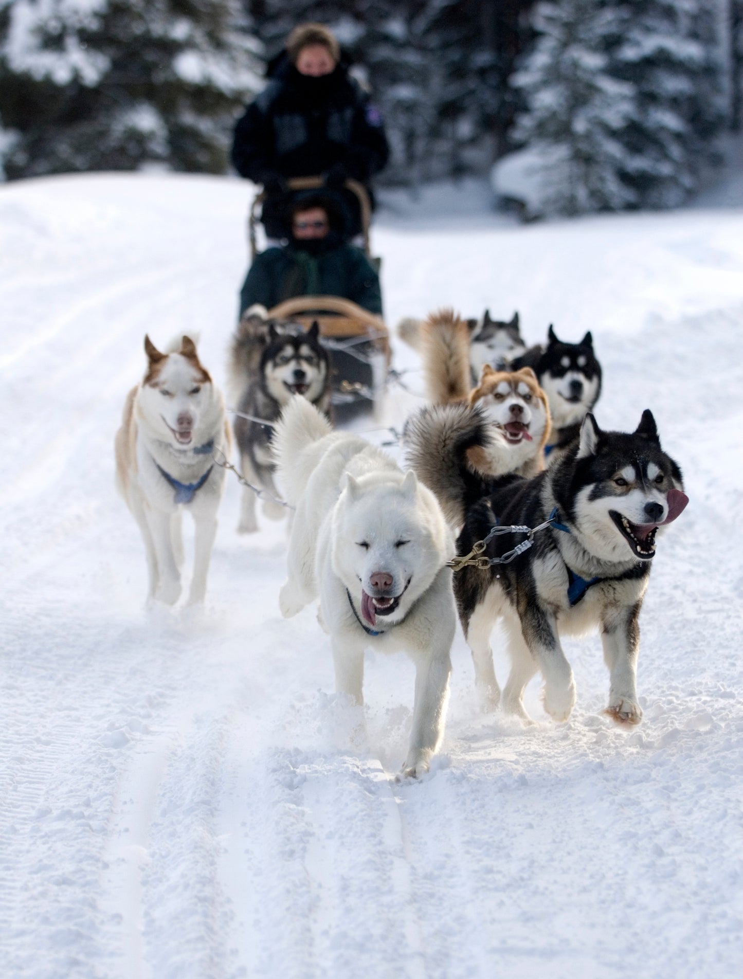 Optional Dog Sledding Tour
