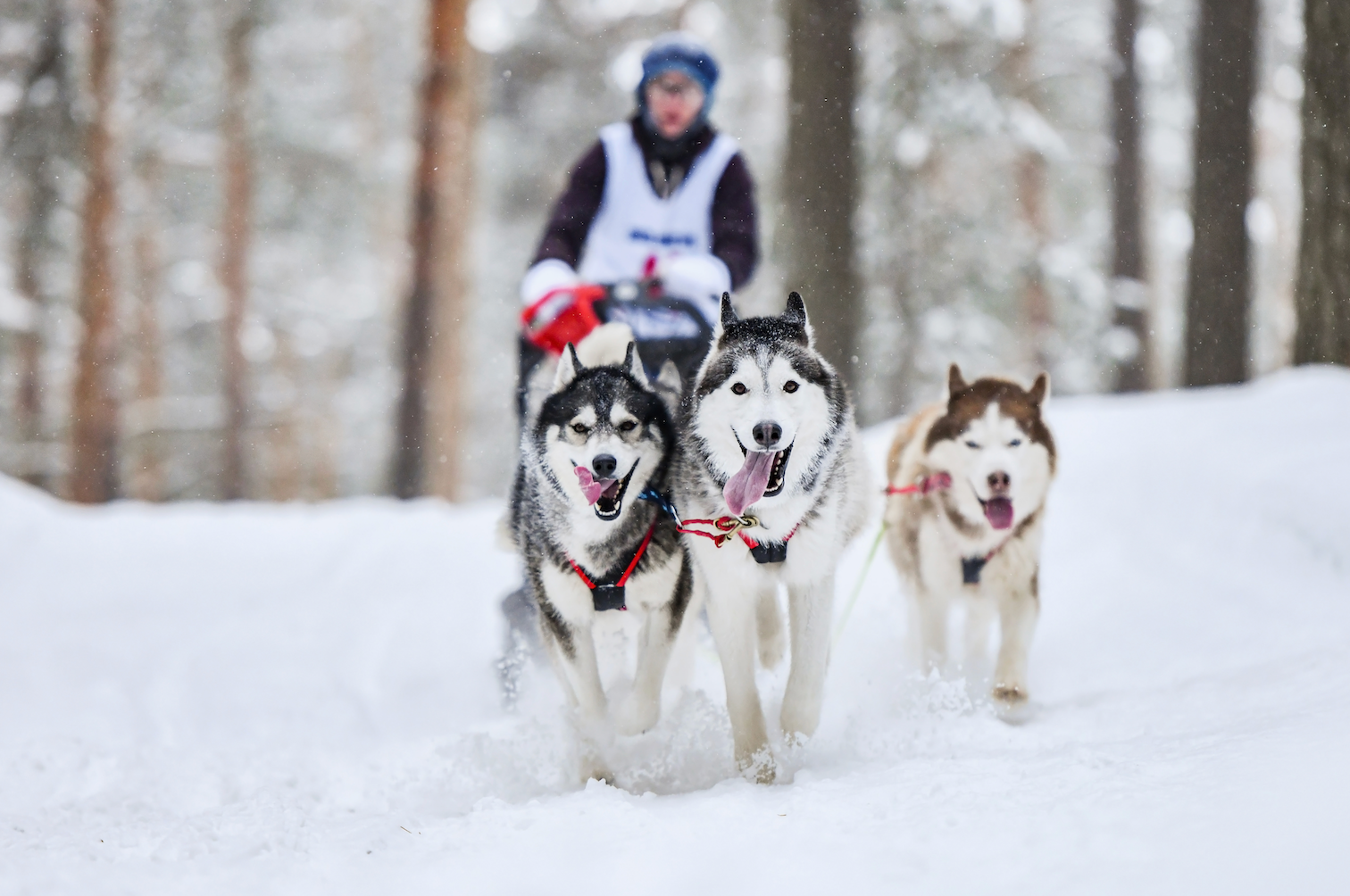 Optional Dog Sledding Tour