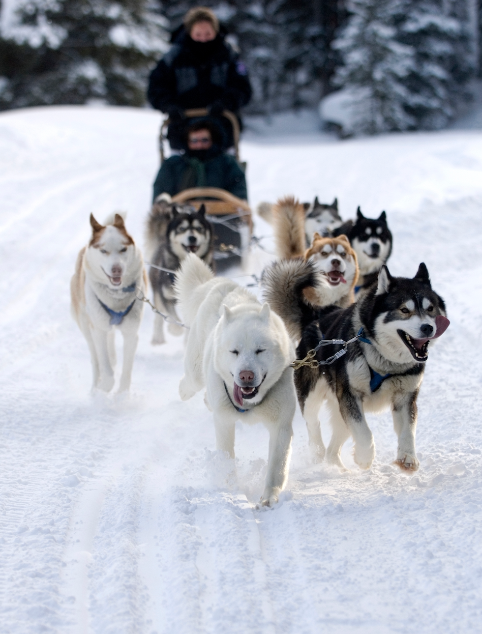 Optional Dog Sledding Tour