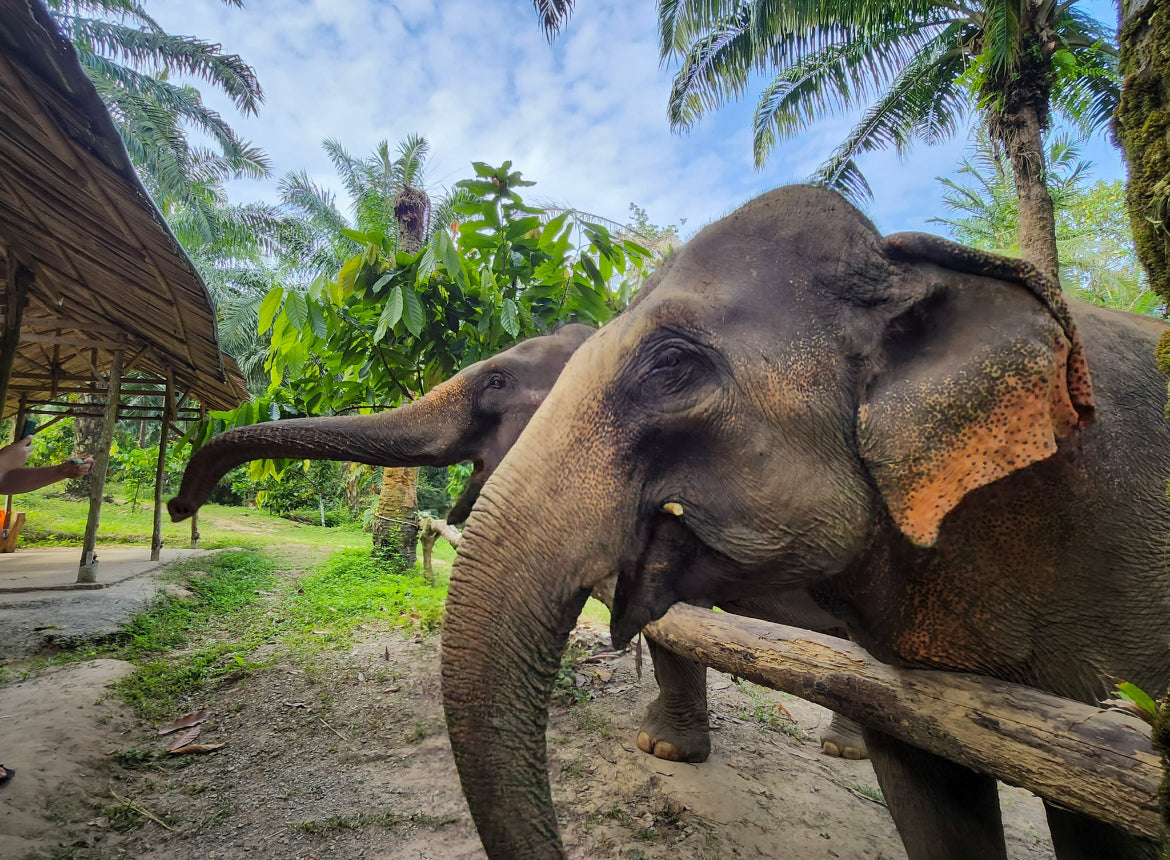 Elephant Sanctuary Tour