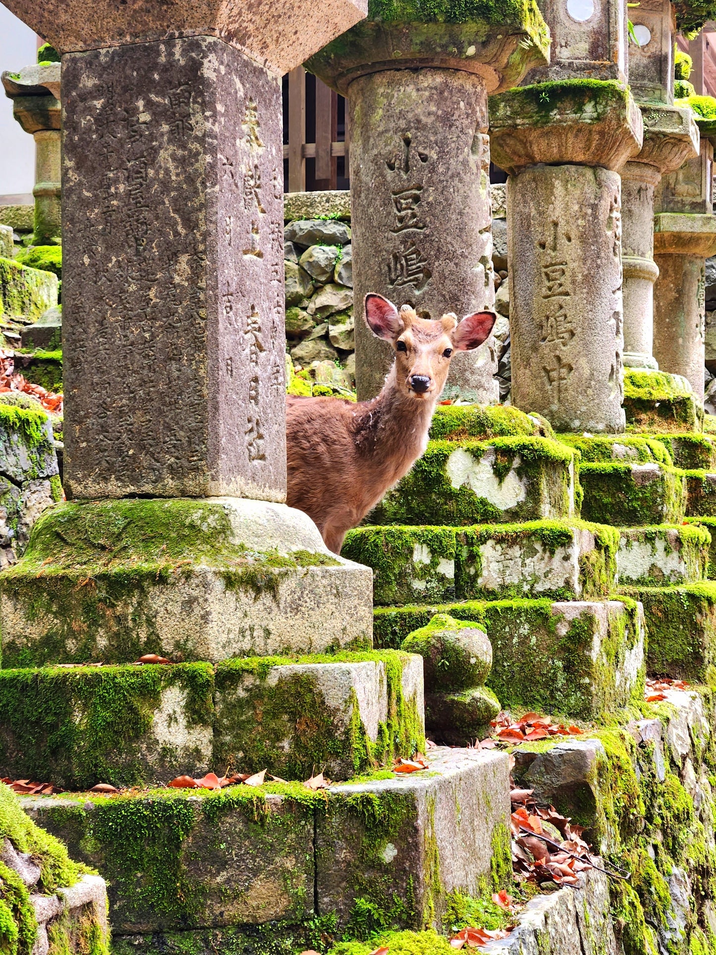 Full Day Nara Tour