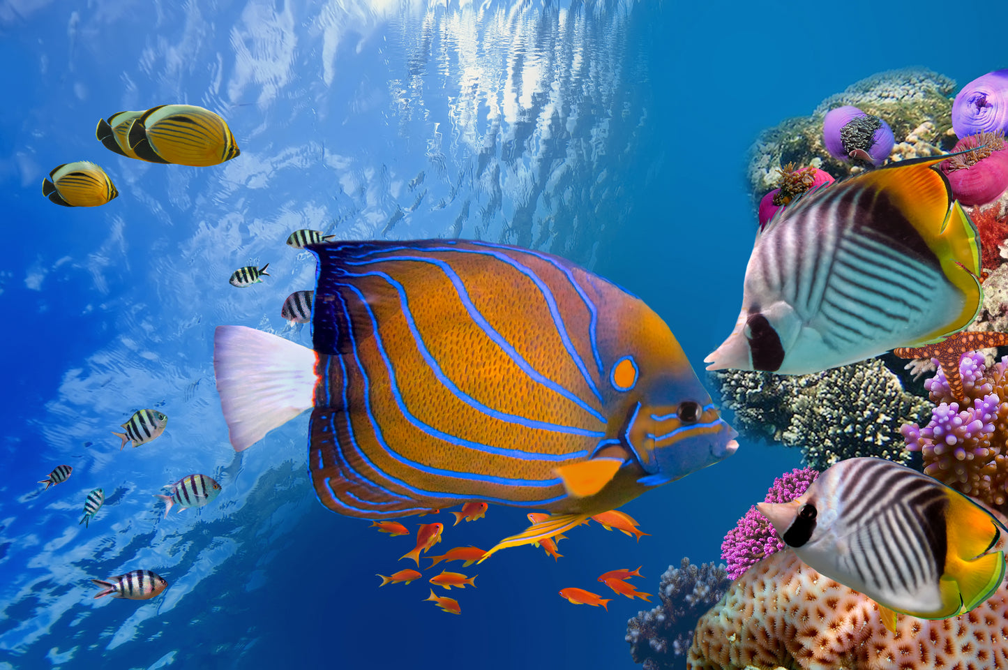 Snorkeling Tour