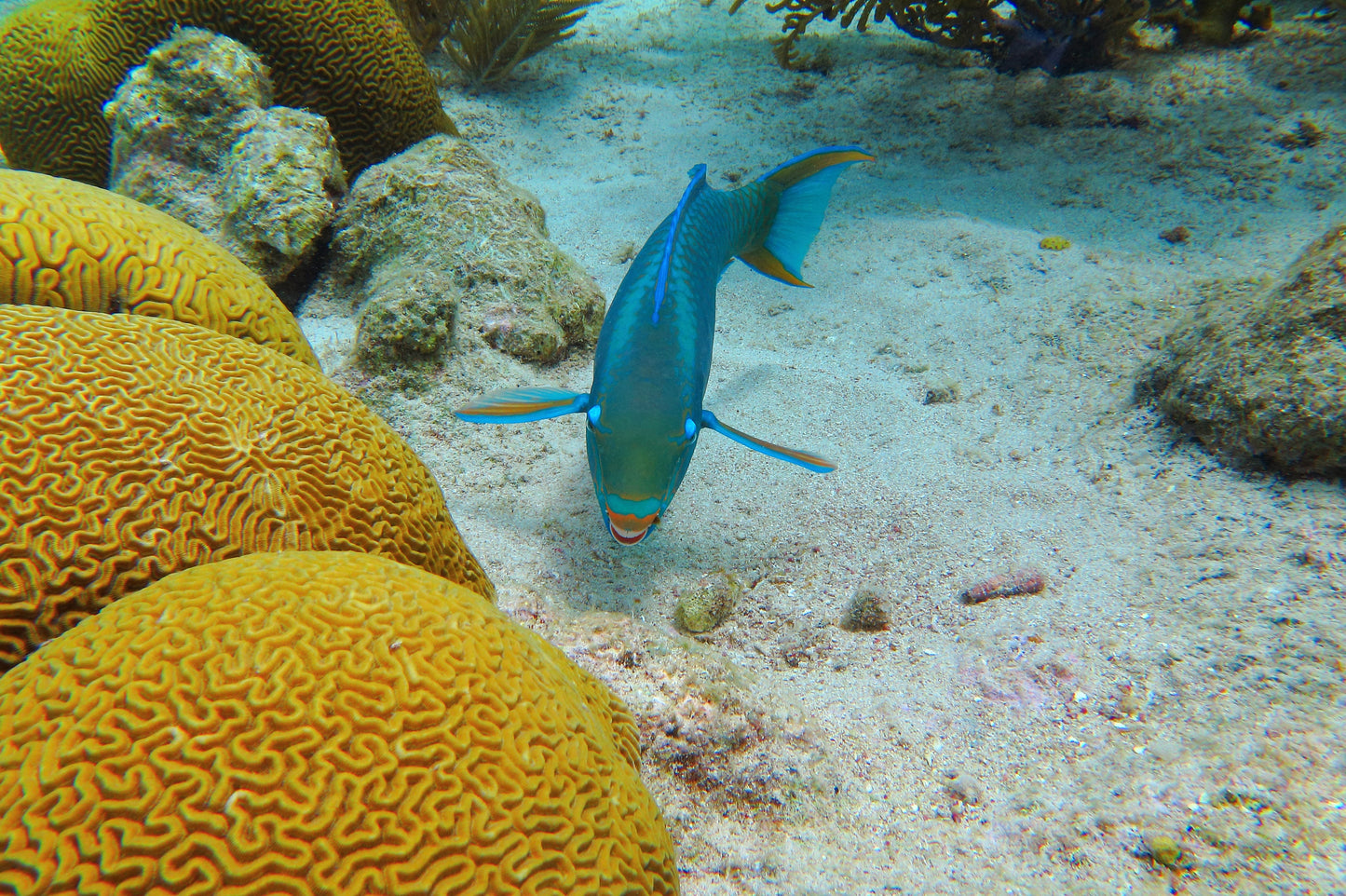 Optional Goffs Caye Snorkeling Tour