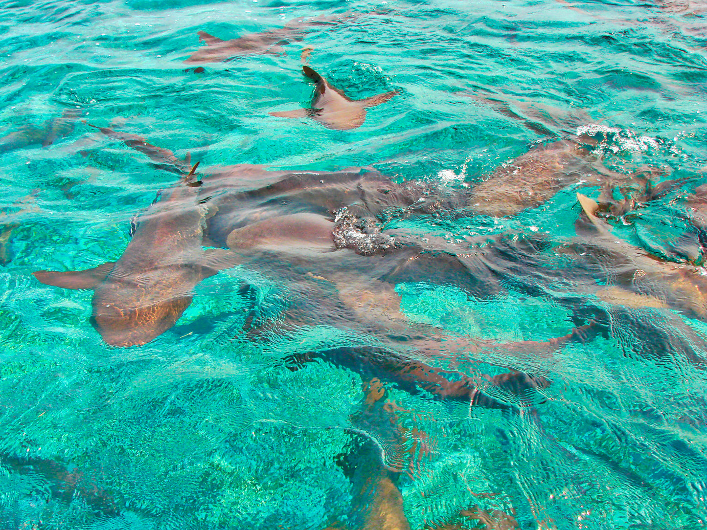 Optional Hol Chan Marine Tour