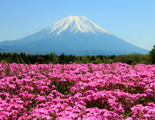 Japan Travel Tour 746