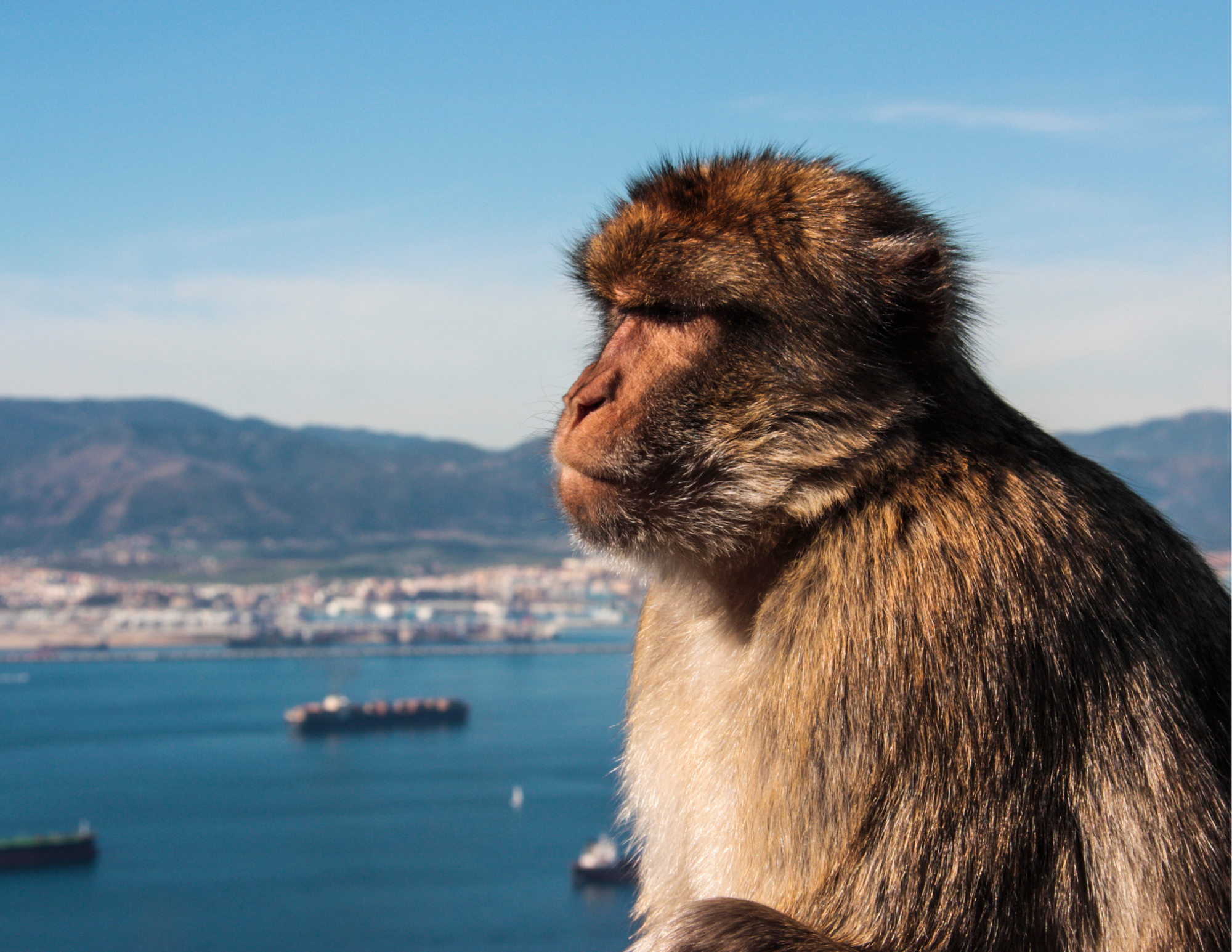 Optional Gibraltar Tour 97