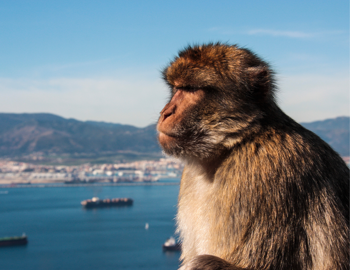 Optional Gibraltar Tour 97