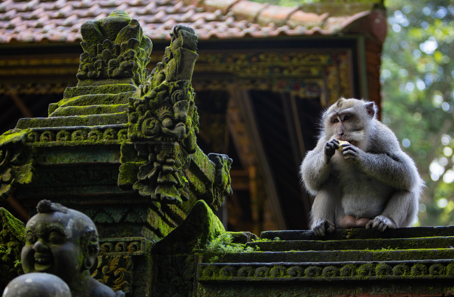Monkey Forest Sanctuary
