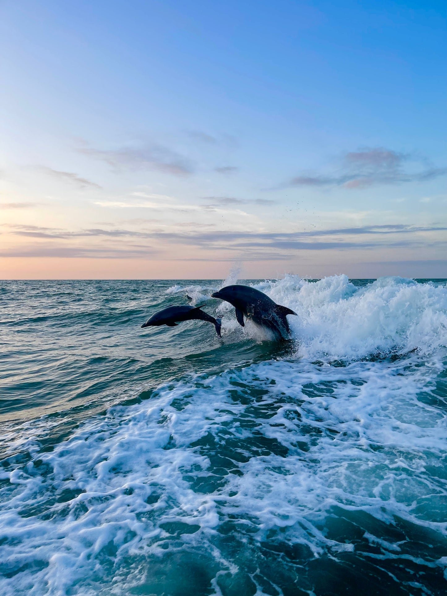 Clear Water Tour with Dolphins