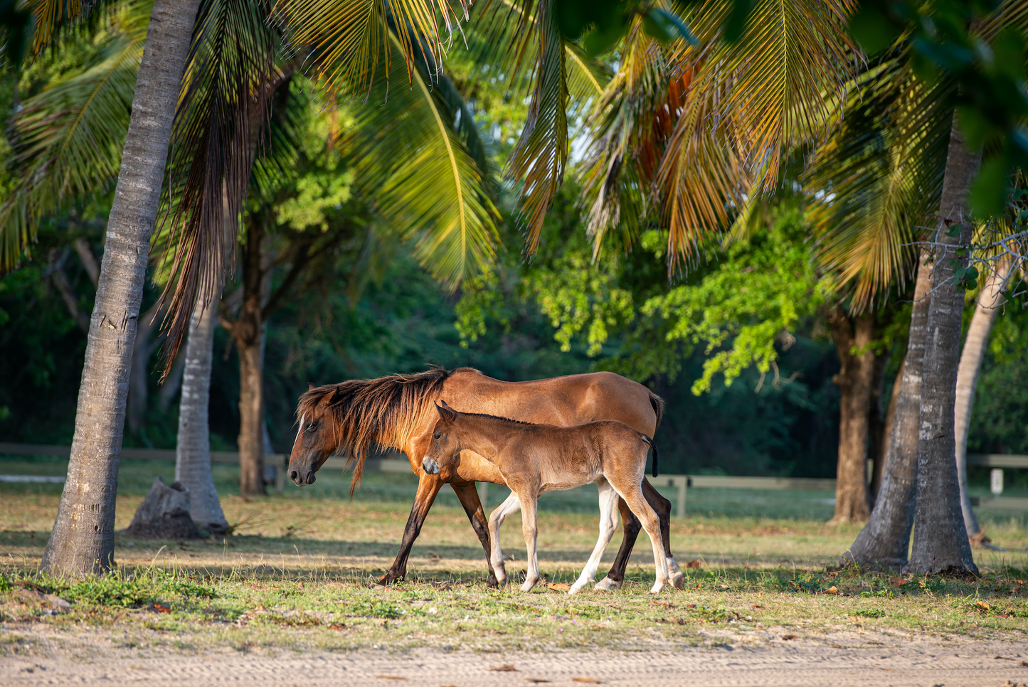 Puerto Rico Travel Tour 40