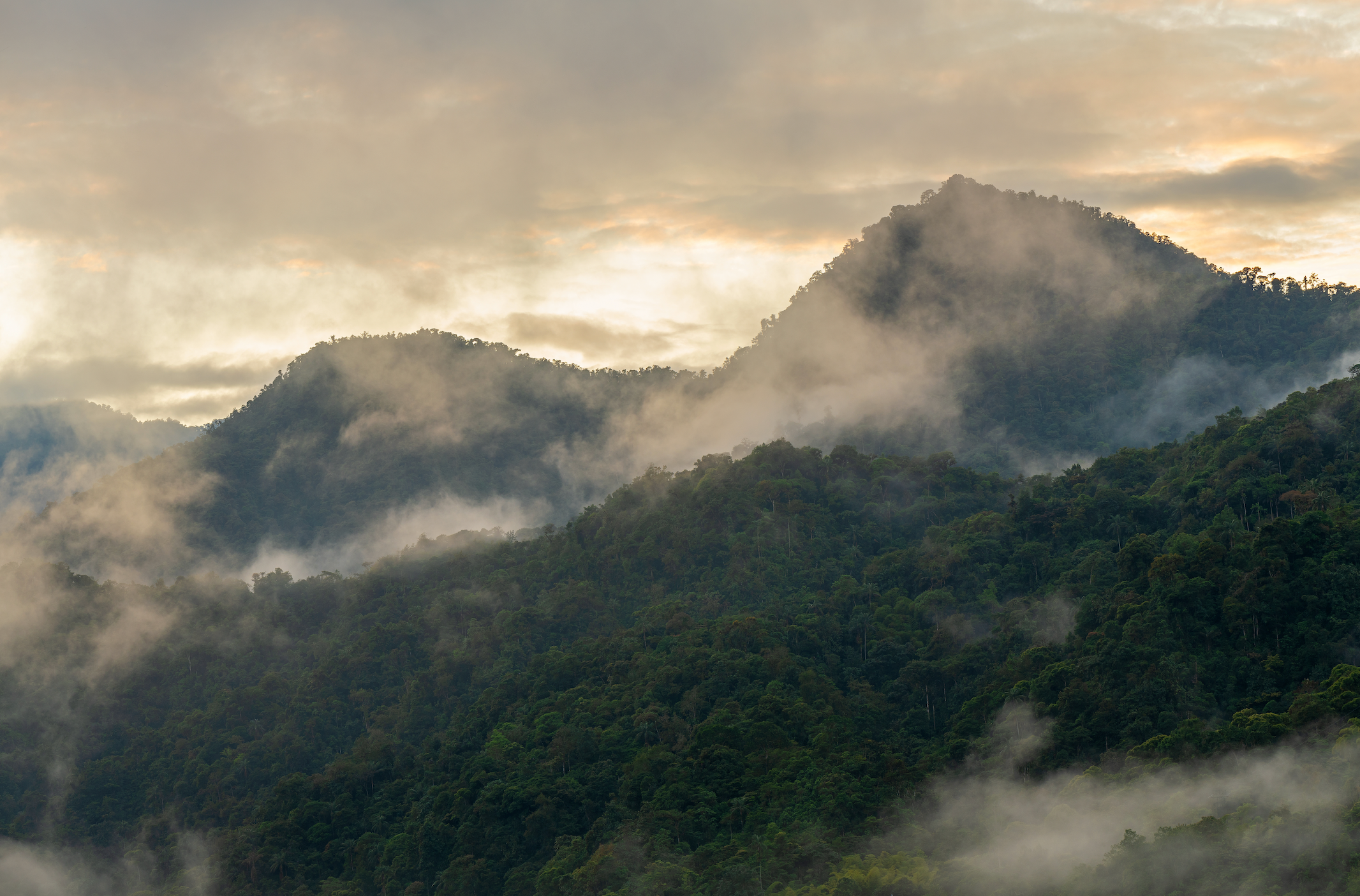 Mindo Cloud Forest