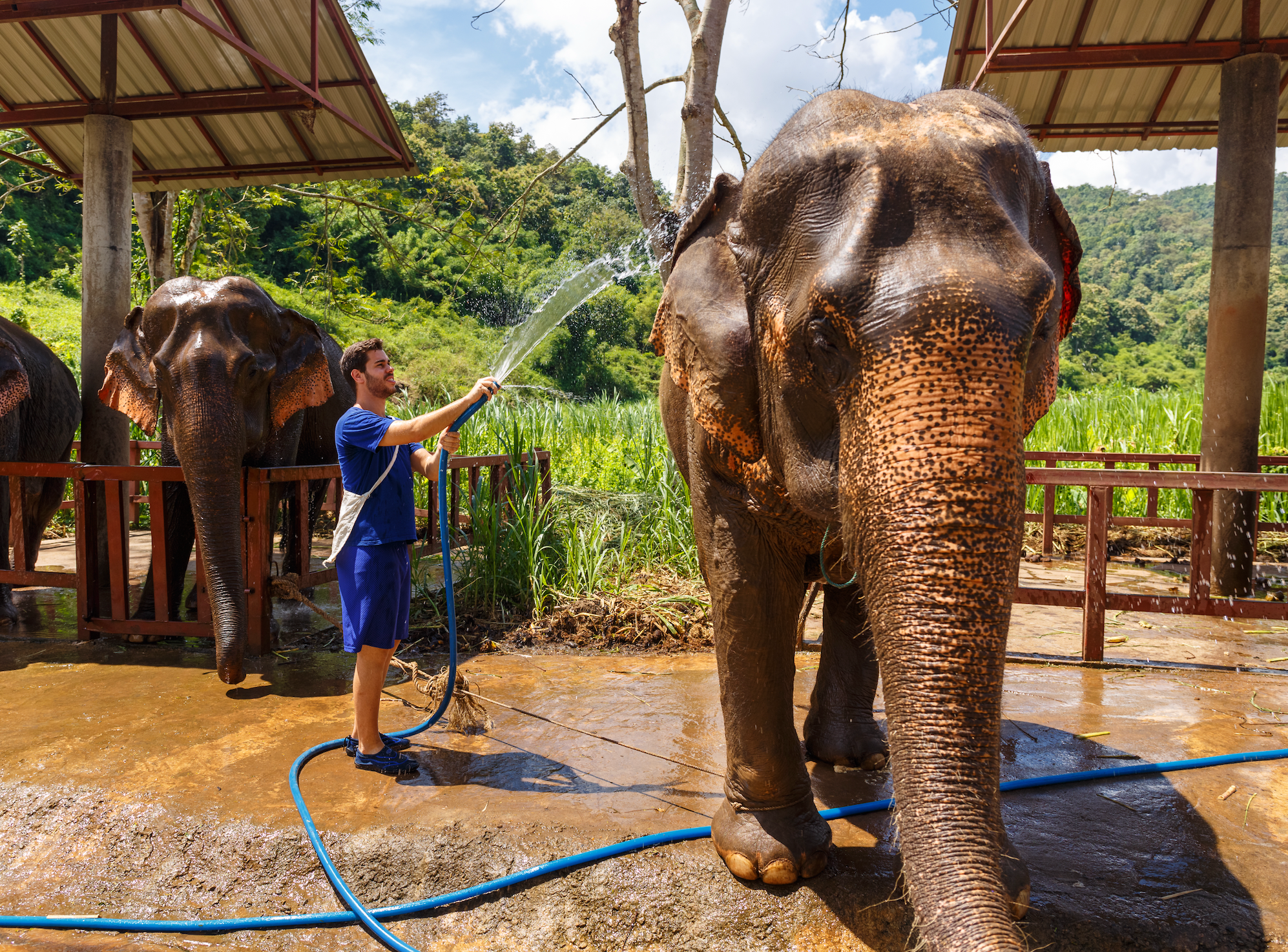 Elephant Sanctuary Tour