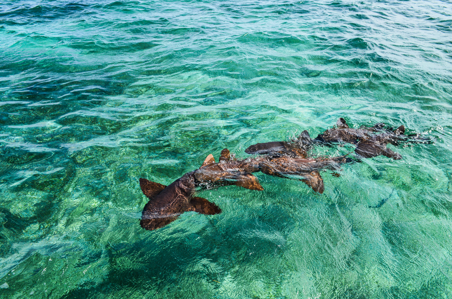 Optional Goffs Caye Snorkeling Tour