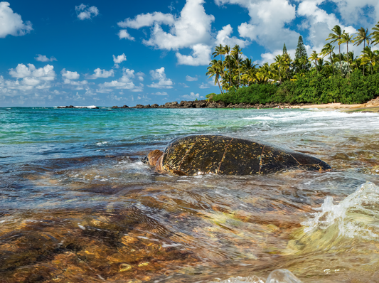 Hawaii Travel Tour 429
