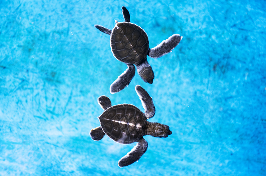 Recommended Activity: Maui Ocean Center
