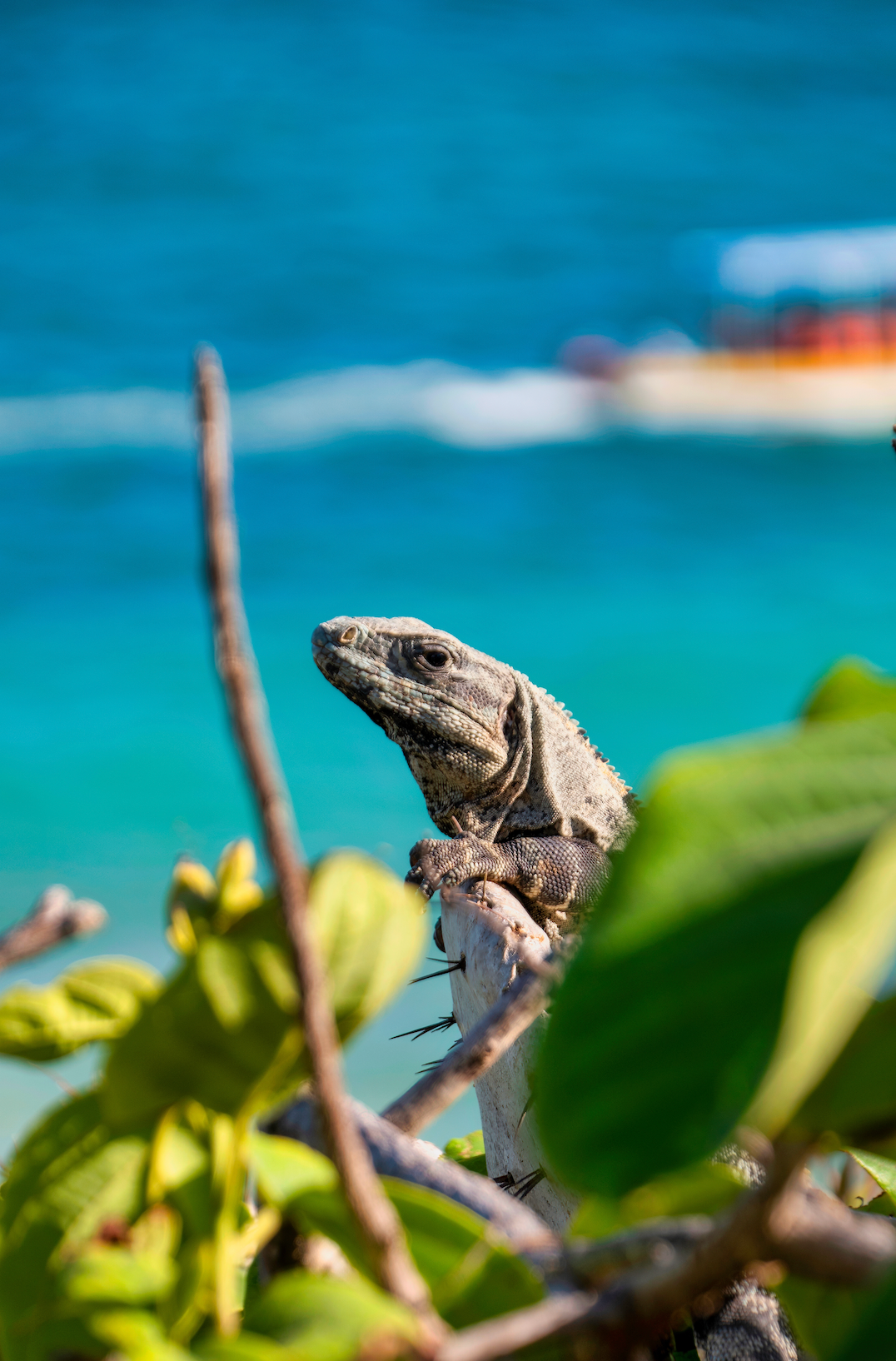Tulum and Bacalar Travel Tour 90