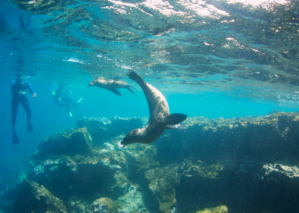 Snorkeling tour