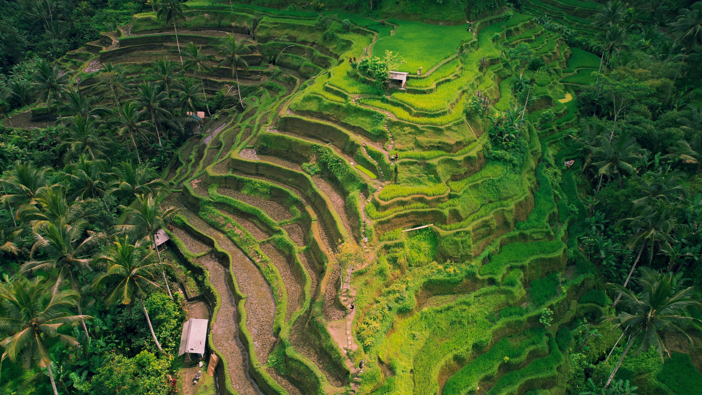 Tegallalang Rice Terraces