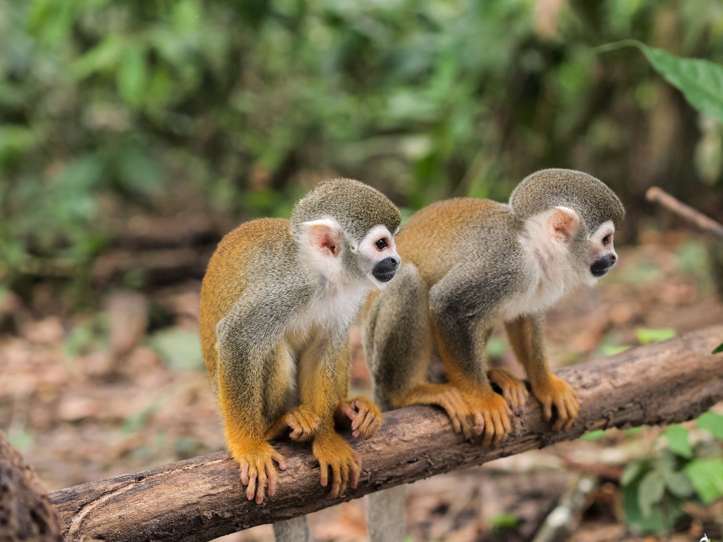 Visit to the Island of monkeys