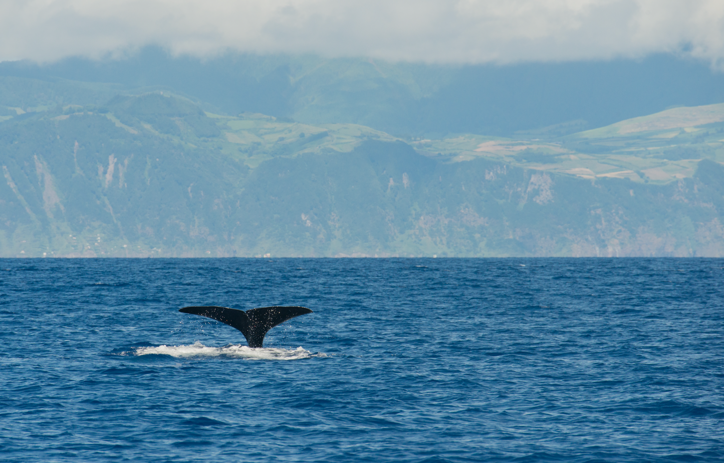 Whale Watching Tour