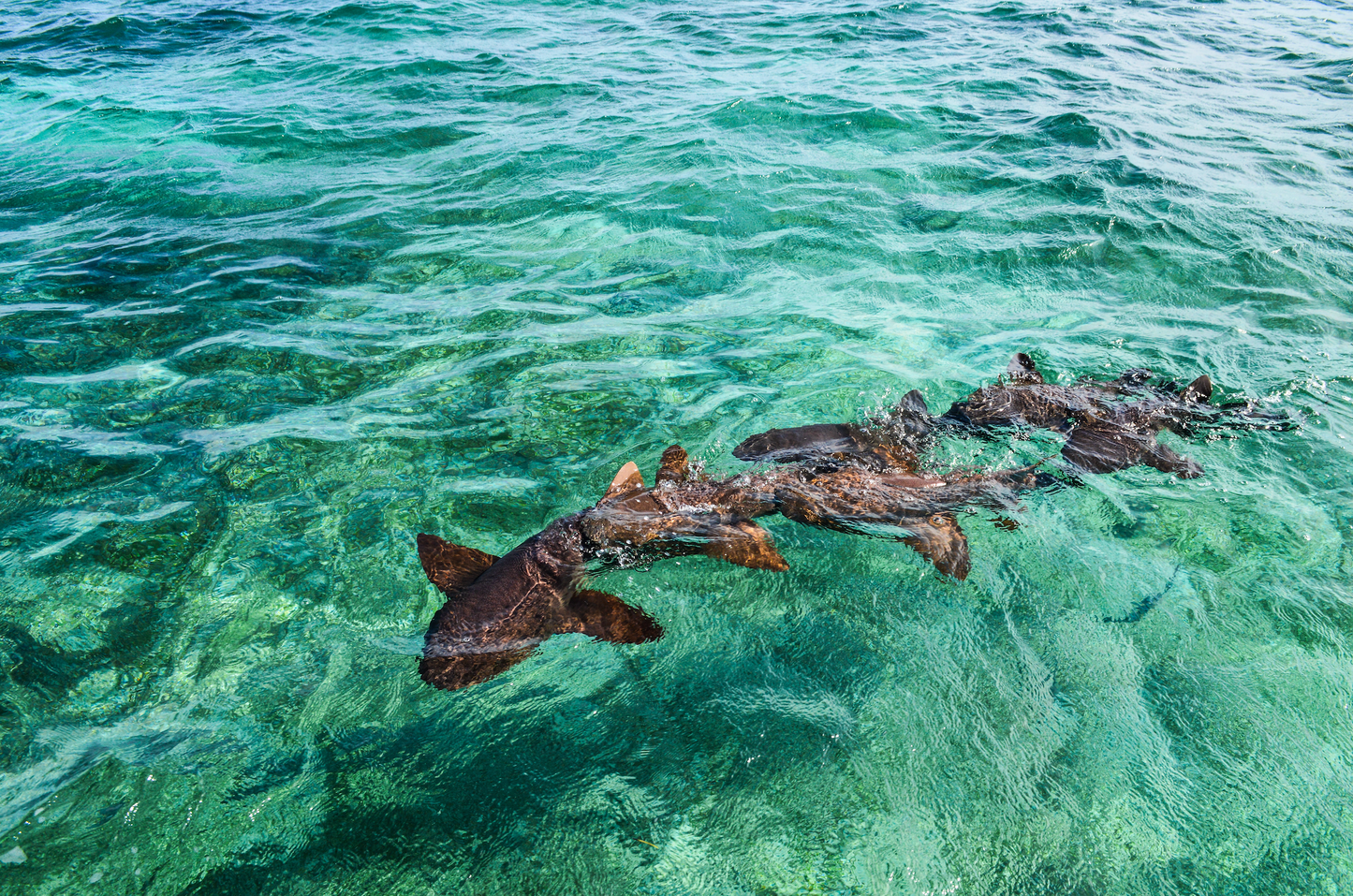 Snorkeling Tour