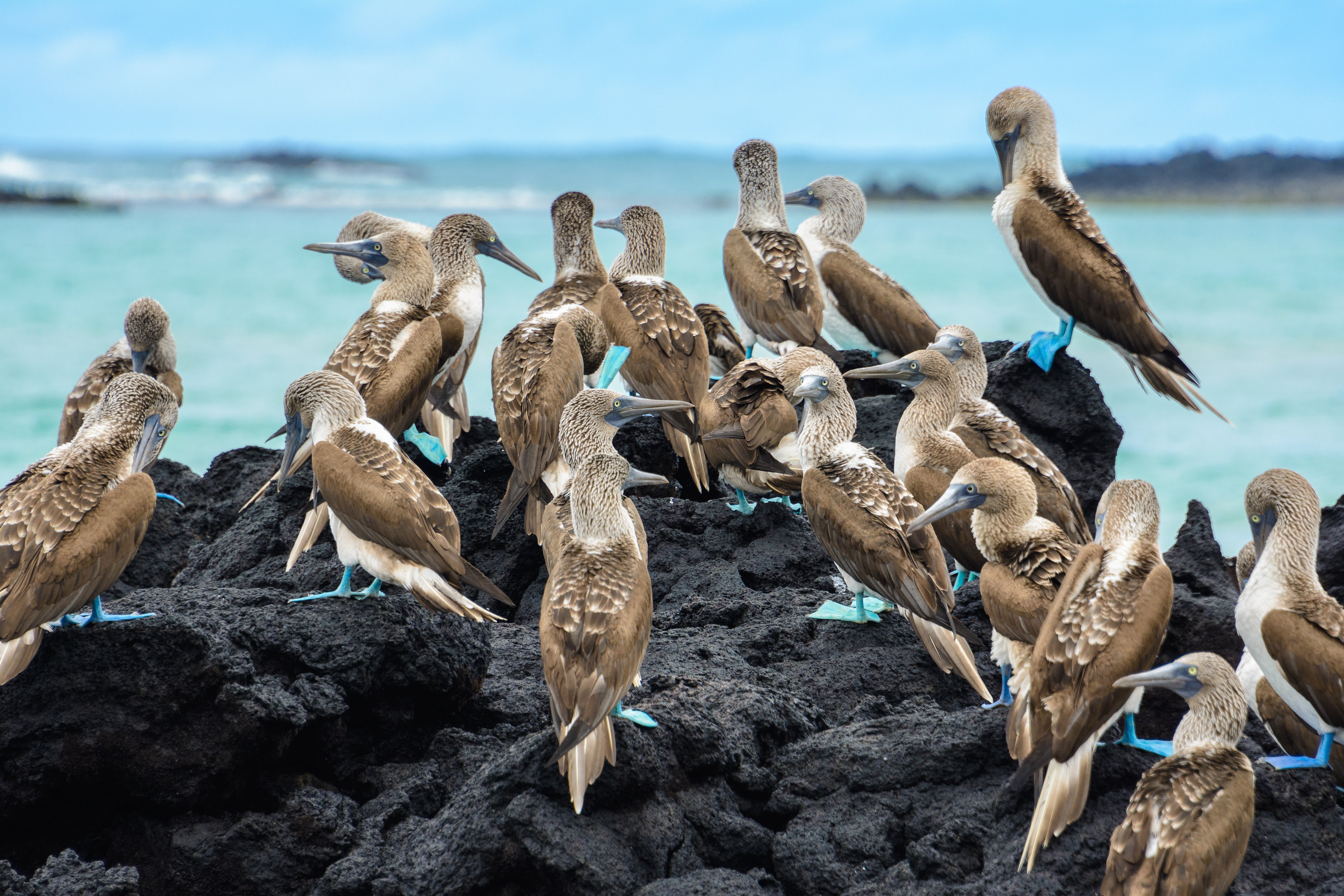 Tour Isabela Island