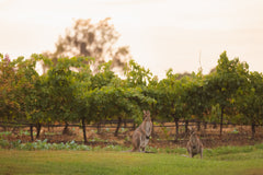 Optional Hunter Valley Wine Tour