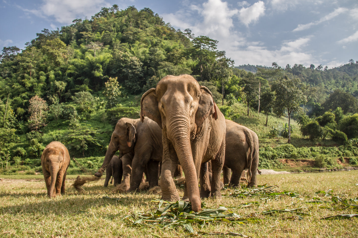 Elephant Sanctuary Tour