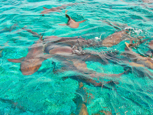 Hol Chan Marine Reserve (2 Hours)(Gear and equipment included) Snorkeling